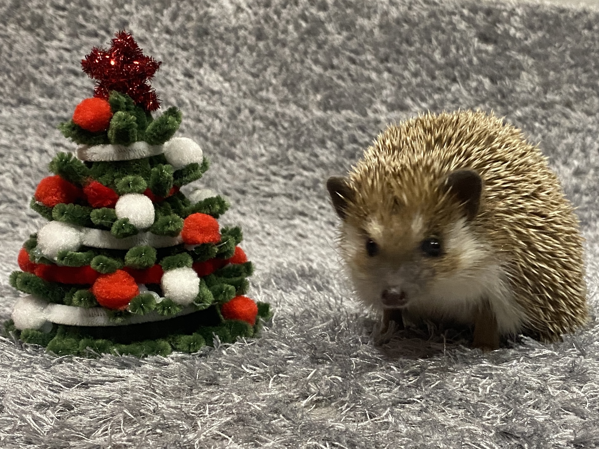 GBD Baronessa Barbie